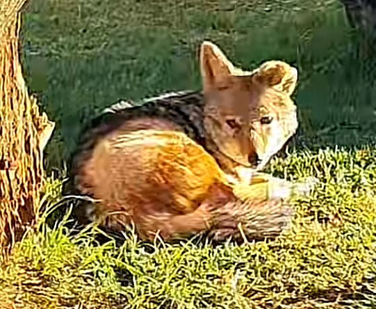 Zanchieta Wildlife Rescue Centre & Lodge-布隆方丹必去景点