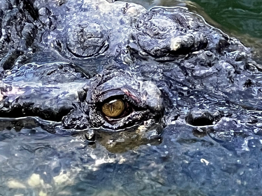 山打根鳄鱼养殖场-山打根必去景点
