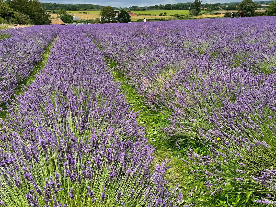 Warwickshire Lavender Farm-Bubbenhall必去景点