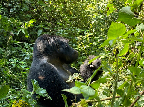 Peak Cruise Safaris-坎帕拉必去景点