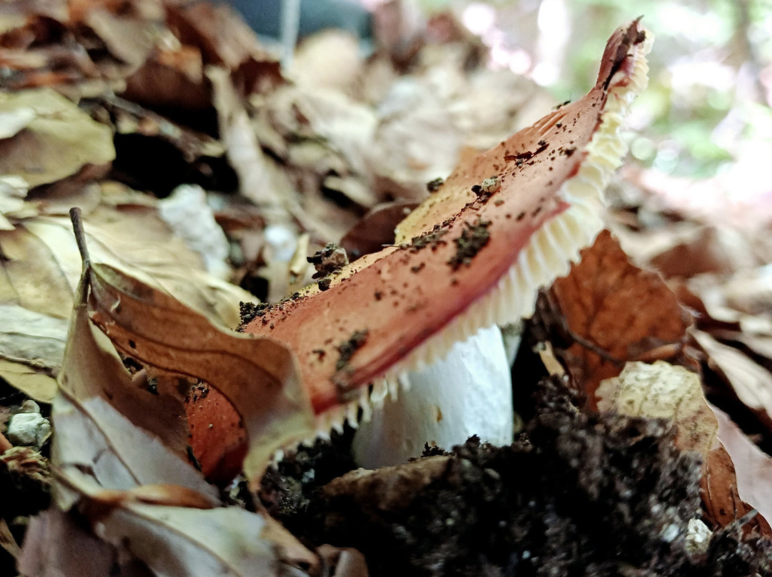 Riserva Naturale Lama Bianca-Roccacaramanico必去景点