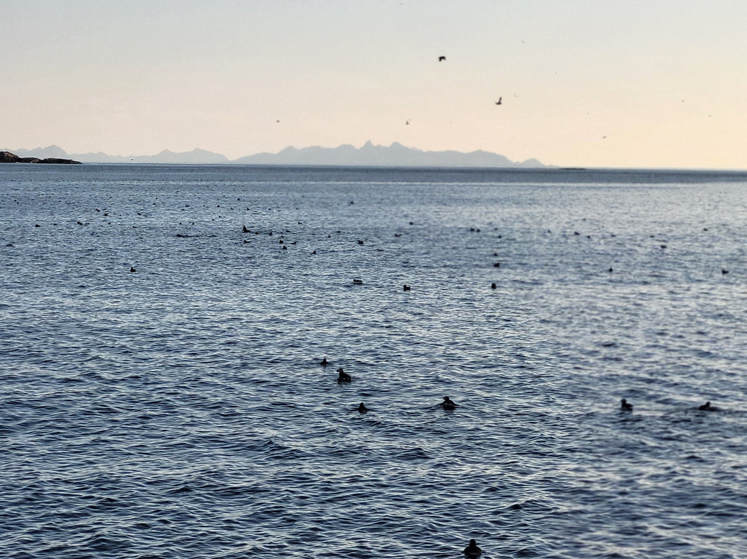Puffin Safari景点图片