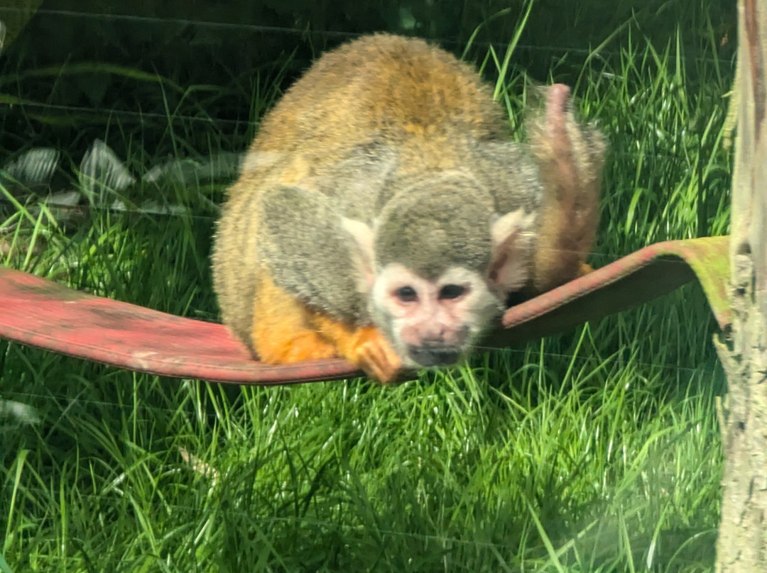 Kirkley Hall Zoological Gardens景点图片