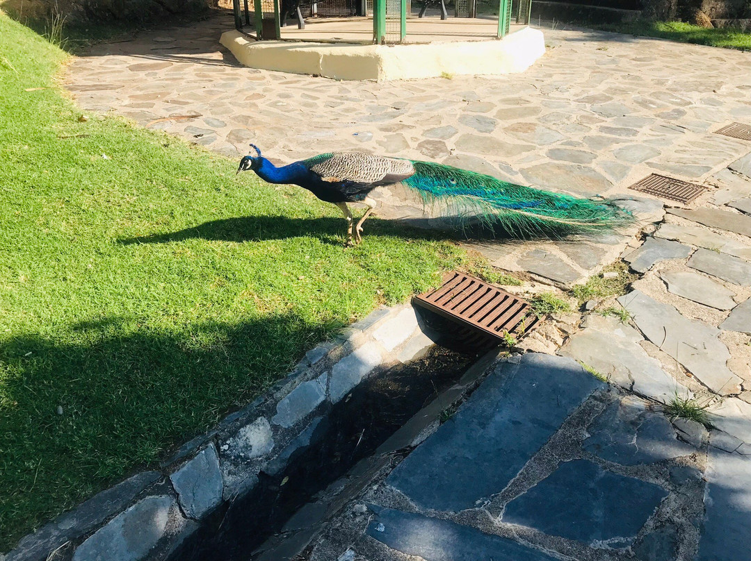 Parque de los Pinos景点图片