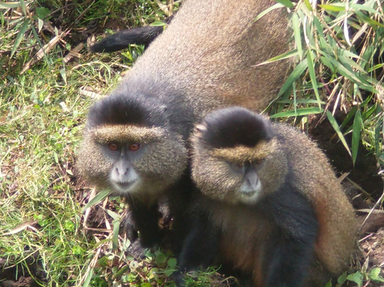 Primates Adventure-DMC-Ruhengeri必去景点