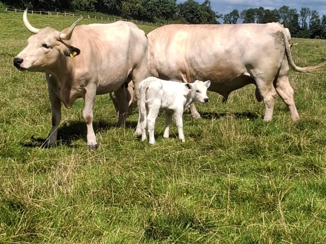 Dinefwr景点图片