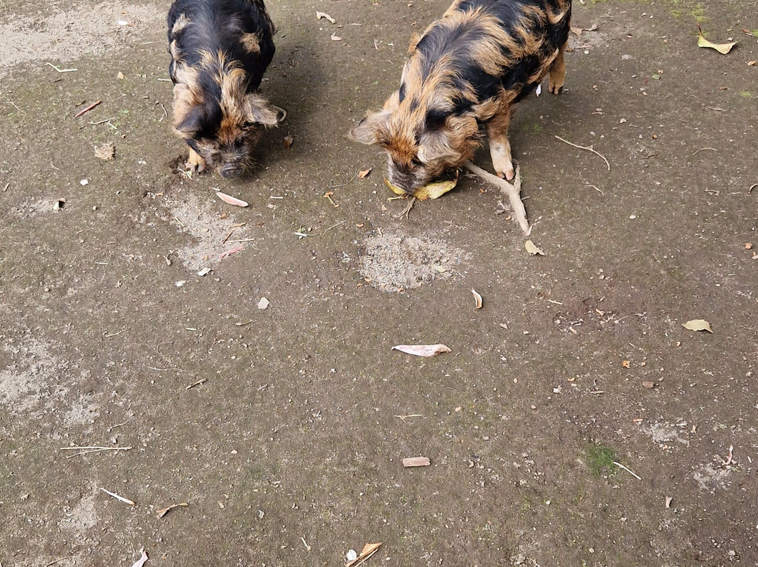 Brooklands Zoo-新普利默斯必去景点