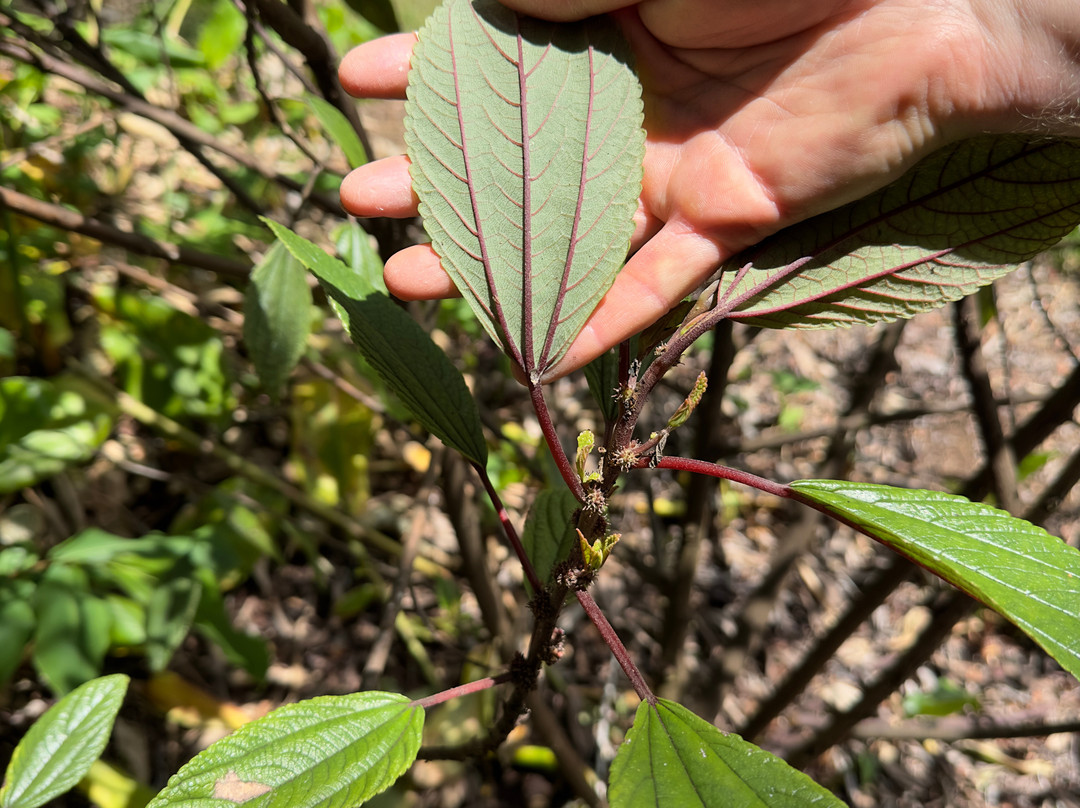 Hawaii Forest Farms-火山必去景点