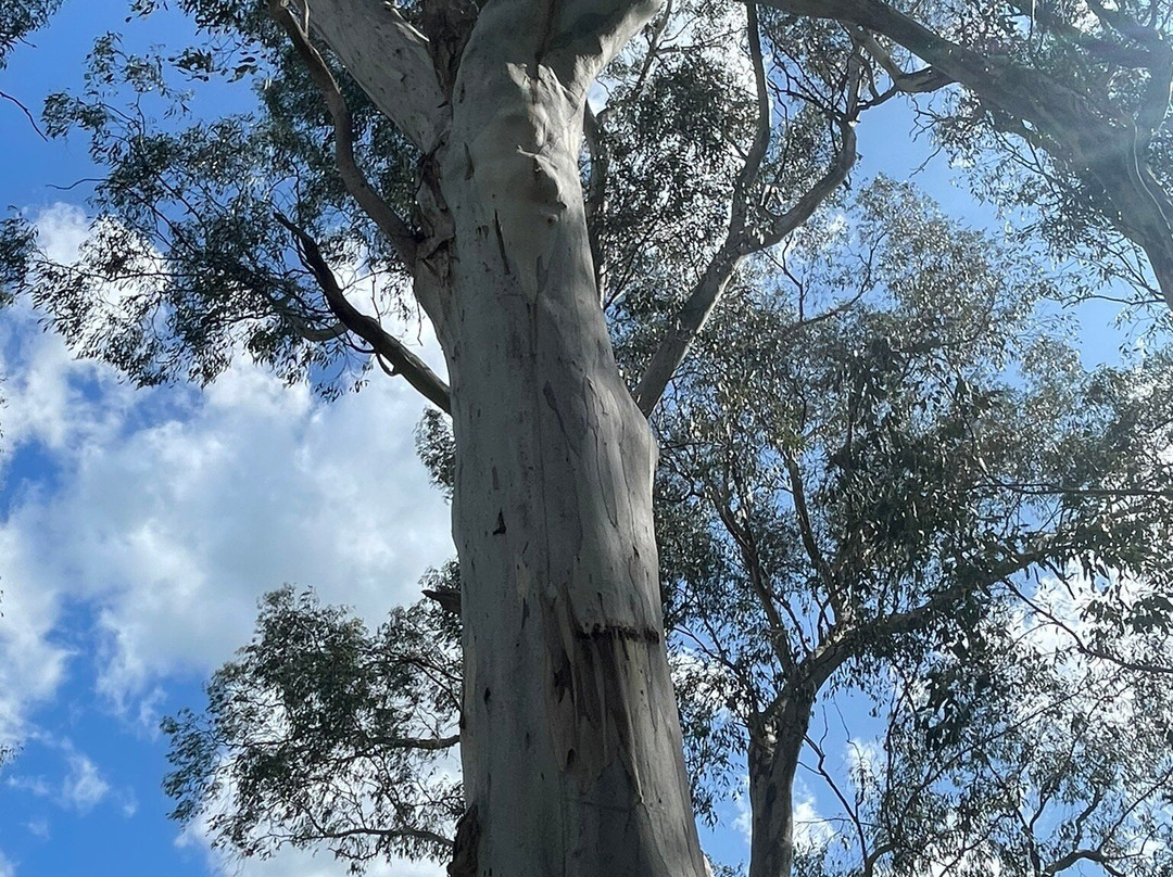 Coranderrk Aboriginal Cemetery And Barak Monument-希尔斯维尔必去景点