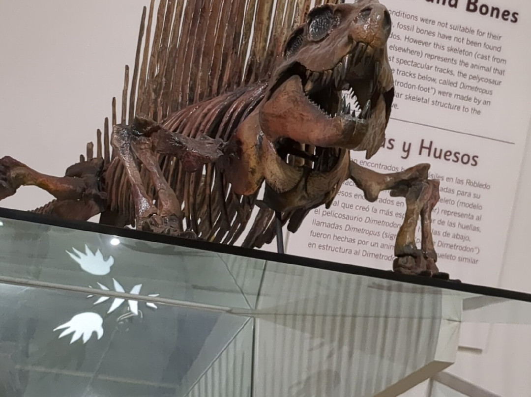 Museum of Nature & Science-拉斯克鲁塞斯必去景点