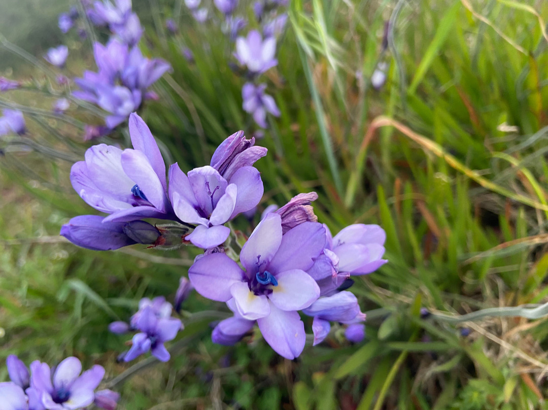 Rondeboschuhh Common-Rondebosch必去景点