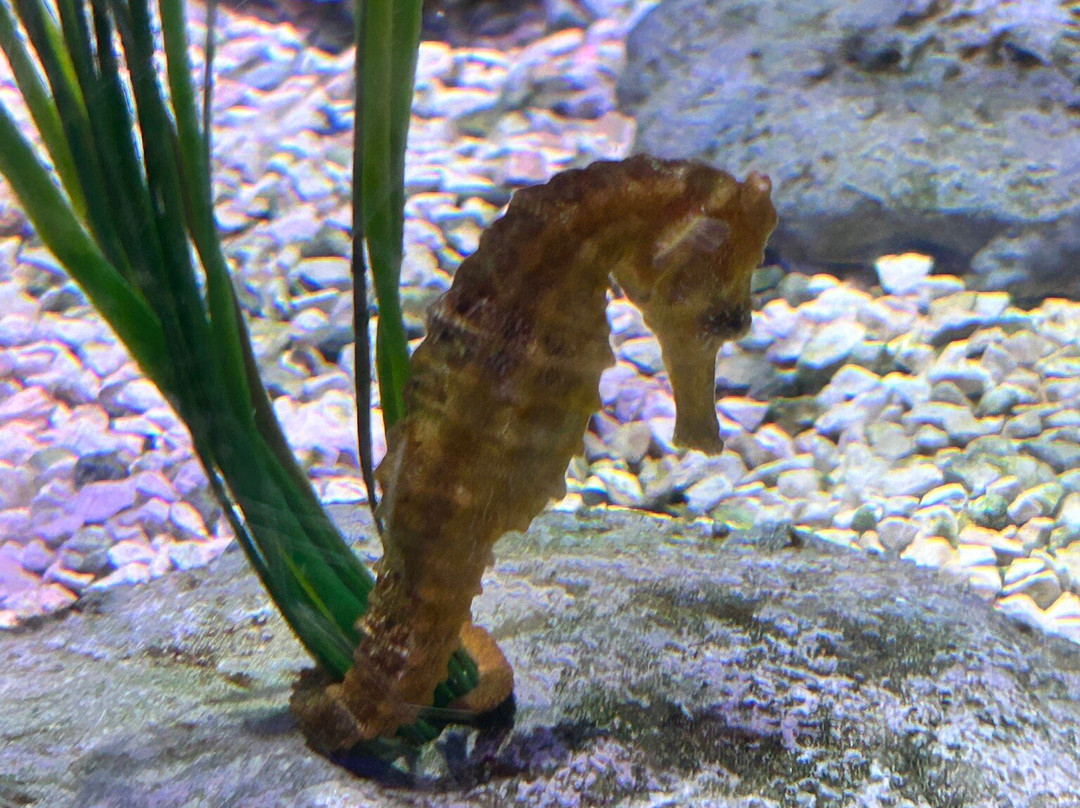 SEA LIFE Nagoya-名古屋市必去景点
