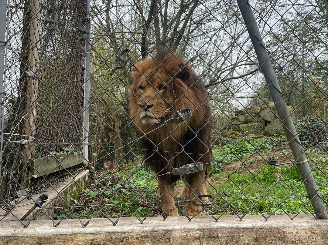 Touroparc Zoo景点图片