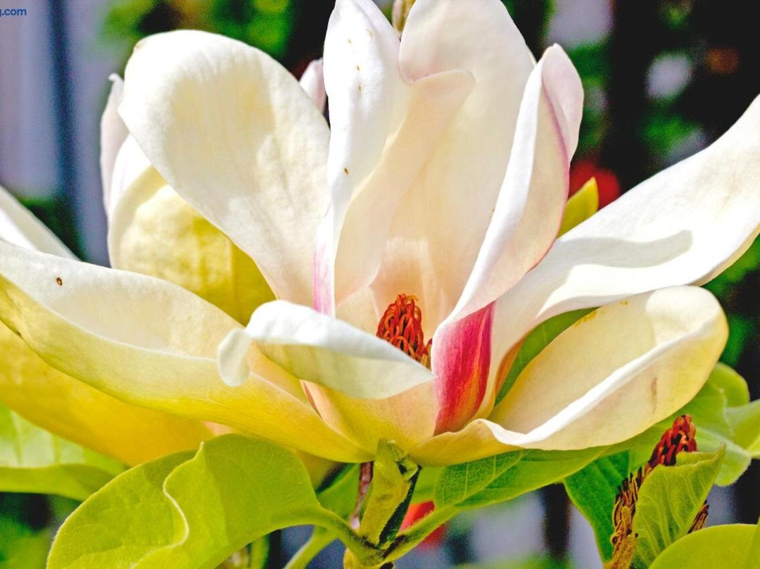 Magnolia House主图