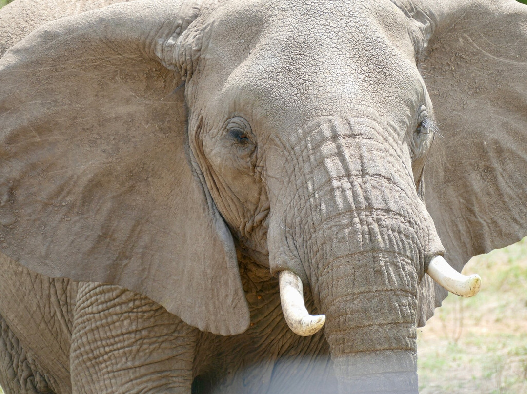 Ephraim's Guide Safaris-阿鲁沙必去景点