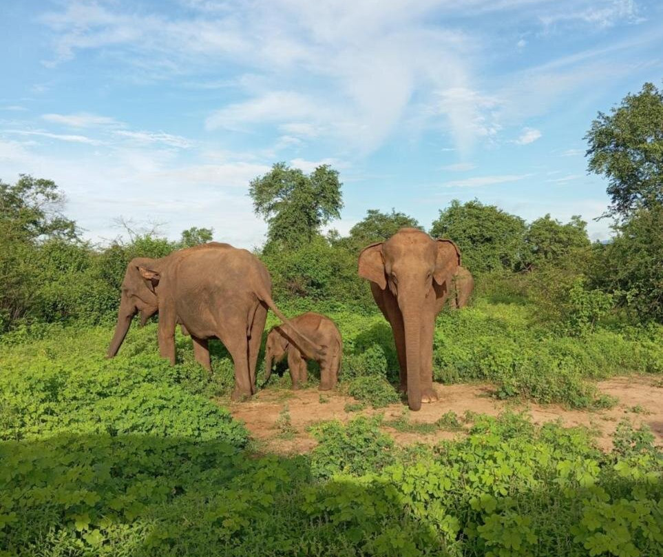 Tusker's Paradise Safari Villa主图