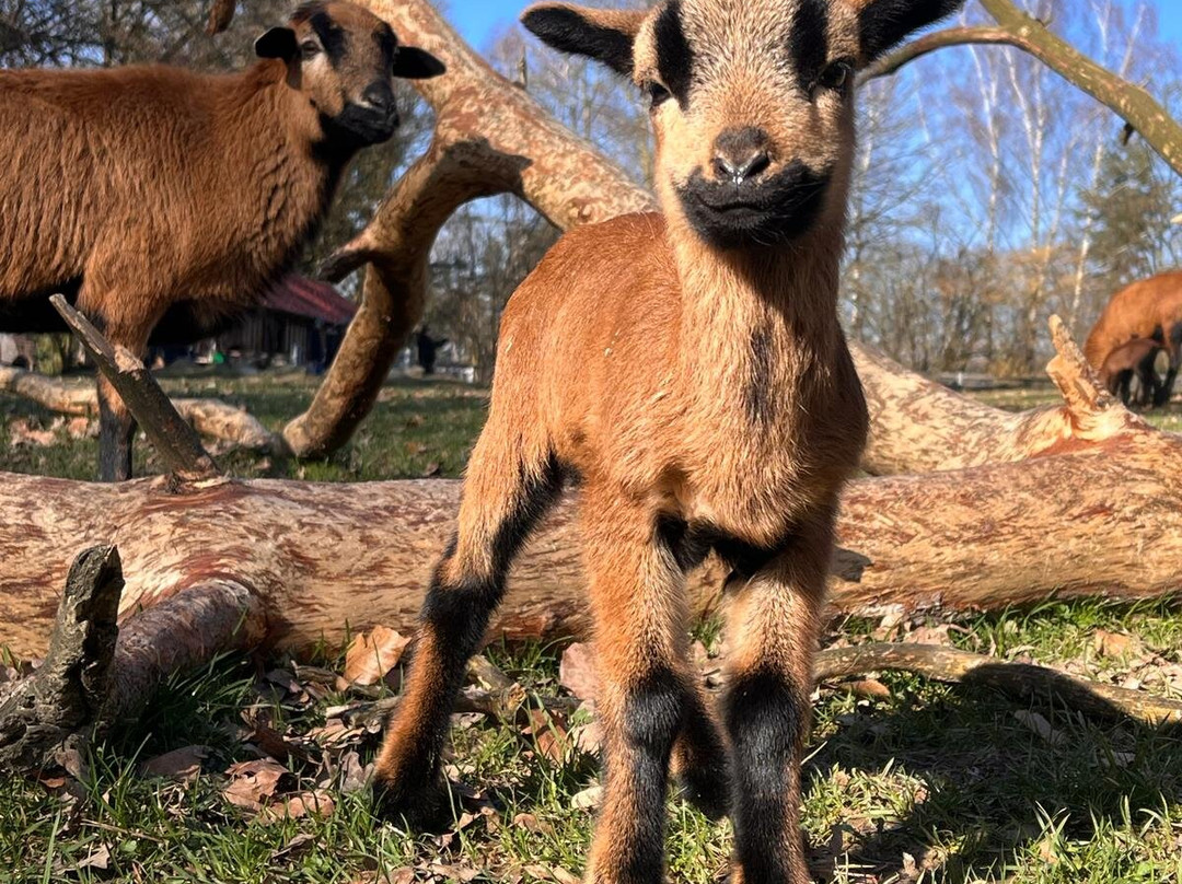 Wildpark Schloss Ortenburg-Ortenburg必去景点