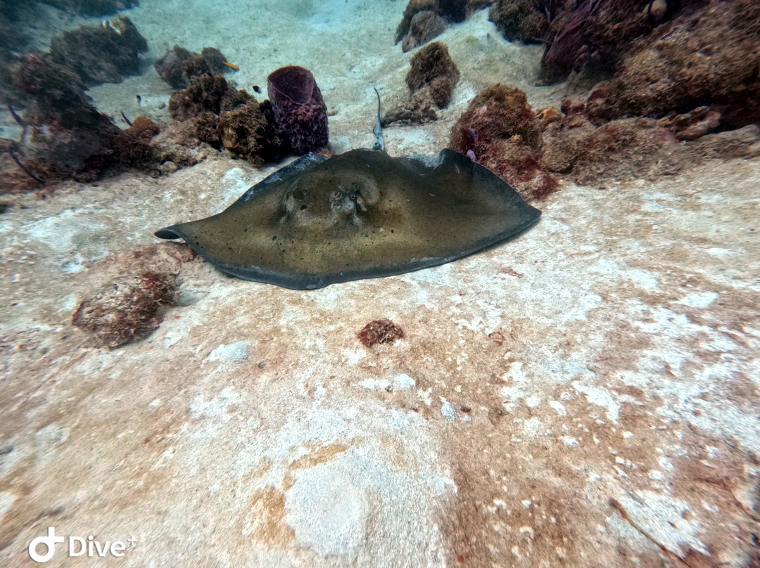 Barbado Scuba-Saint Lucy Parish必去景点
