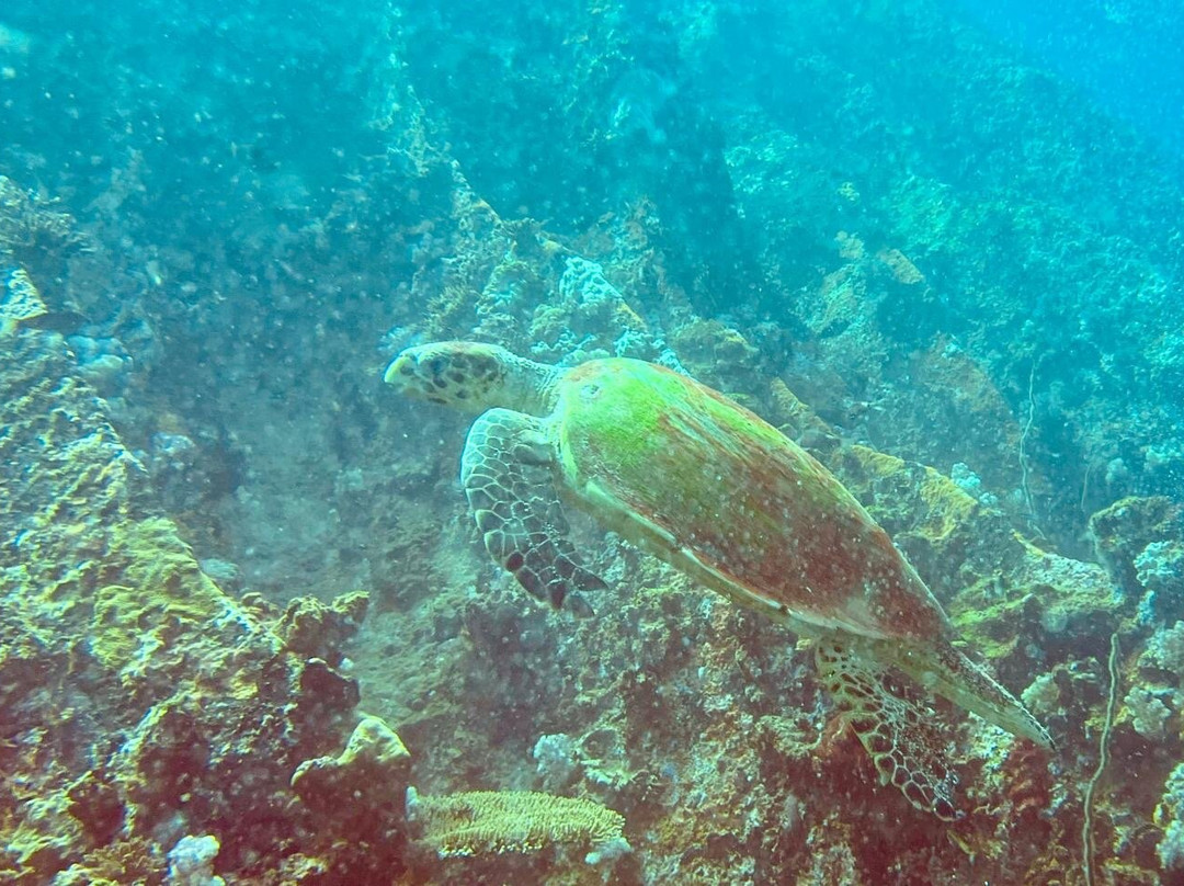 Equinoxe Ecole Seychelloise de Plongee景点图片