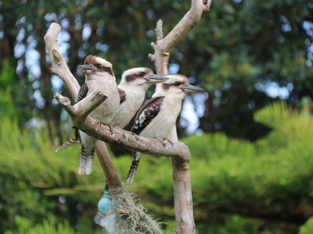 Salamander Bay Bed and Breakfast主图