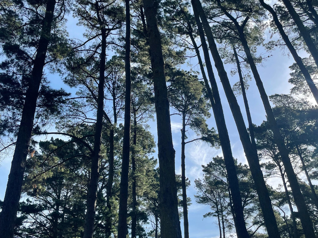 Fingal Picnic Area景点图片