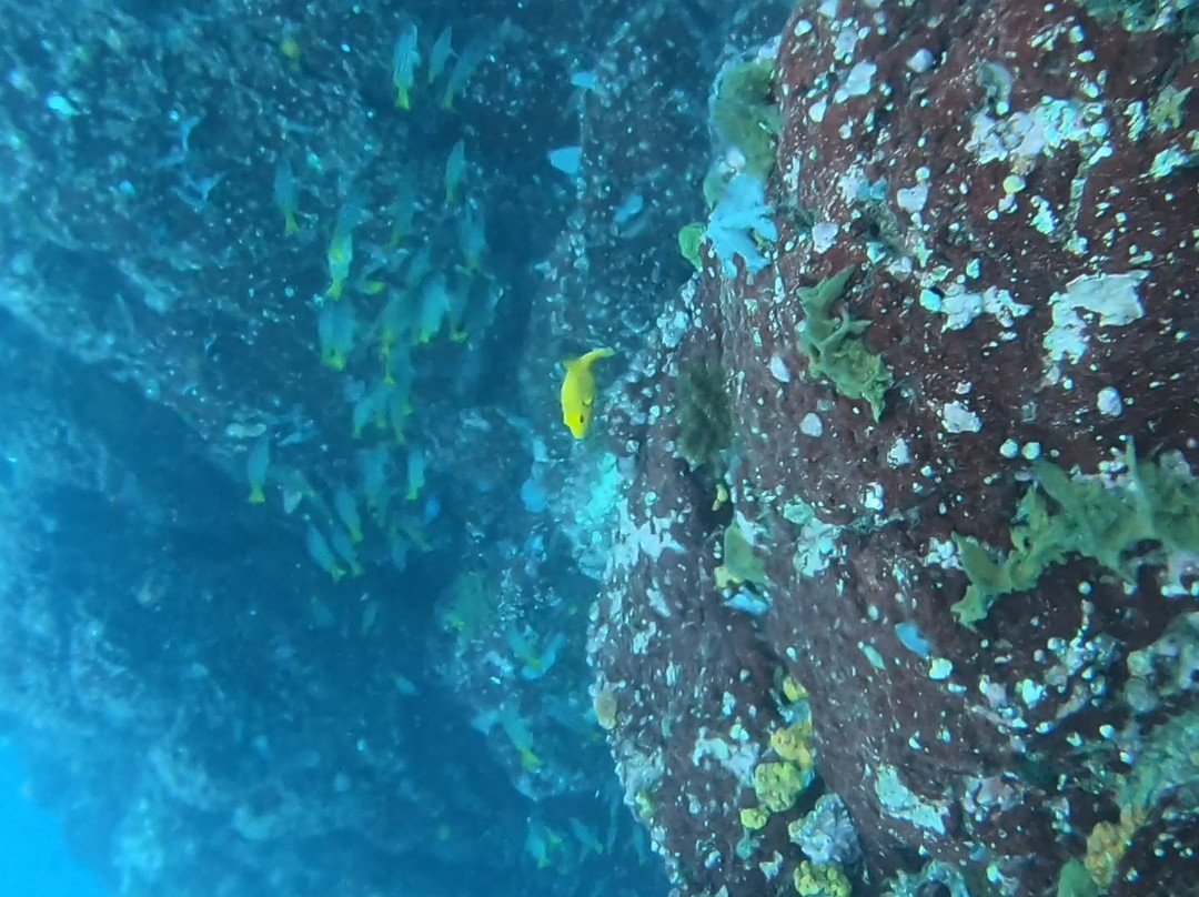 Costa Rica Adventure Divers景点图片