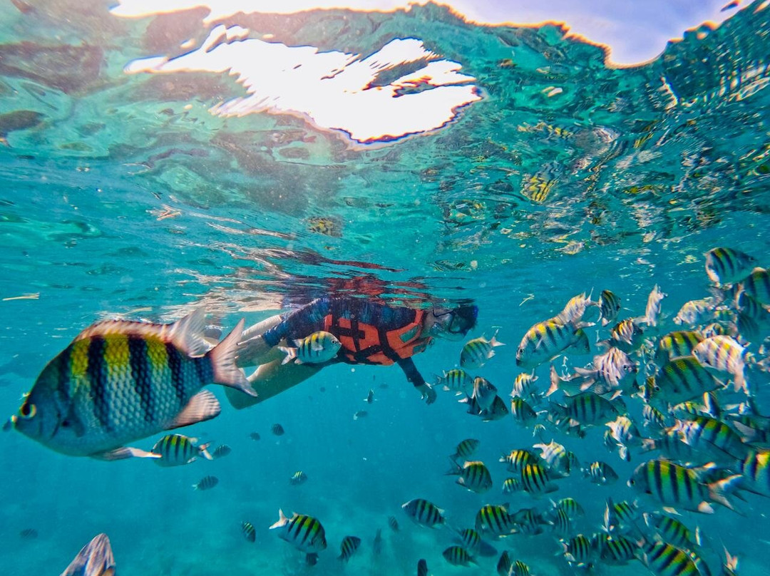 Dc Explorer Snorkeling In Isla Mujeres景点图片