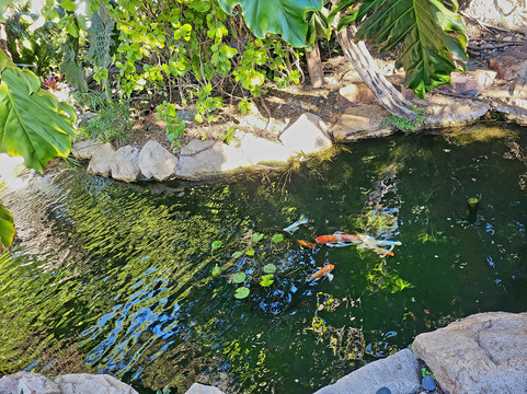 Self Realization Fellowship Hermitage & Meditation Gardens-恩西尼塔斯必去景点