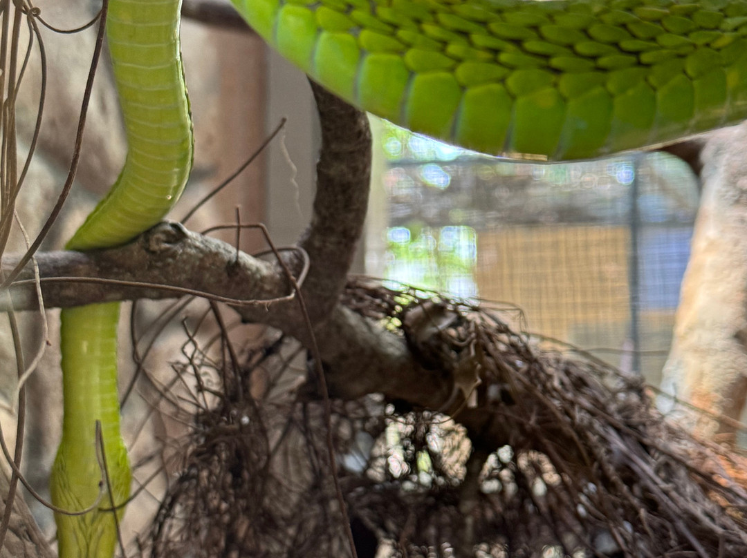 The Watamu Snake Farm-瓦塔木必去景点