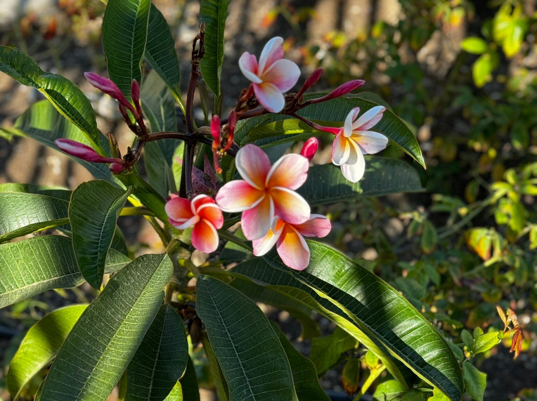 Hacienda Santa Cristina主图