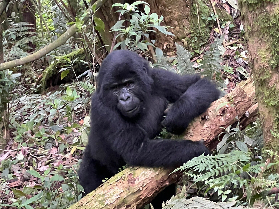 Kori Safaris-Kisoro必去景点