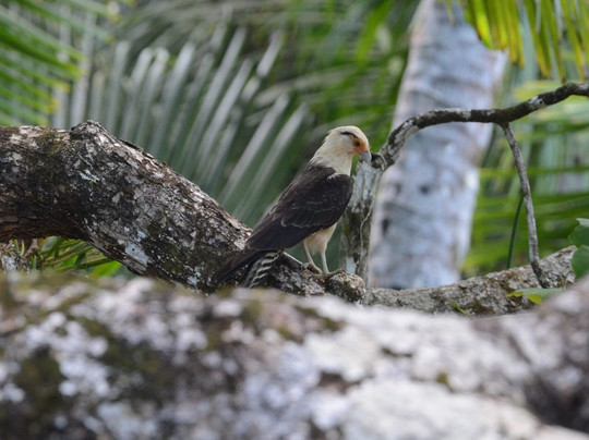 Costa Ballena Explore-彭塔雷纳斯必去景点