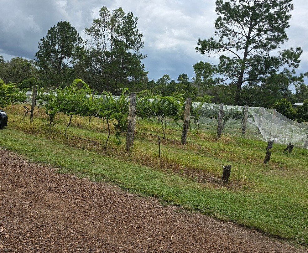 Dingo Creek Vineyard景点图片