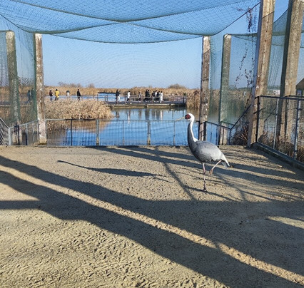 盐城丹顶鹤保护区-东台市必去景点