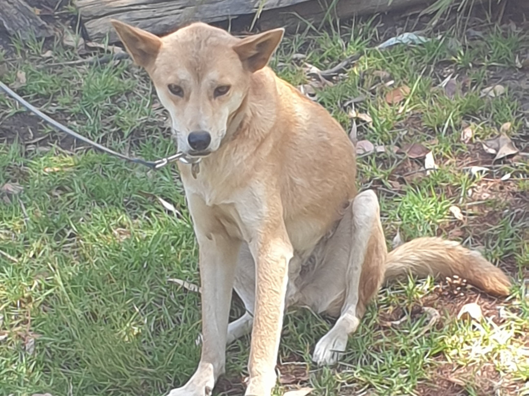 Jirrahlinga Dingo Conservation & Wildlife Education Centre景点图片