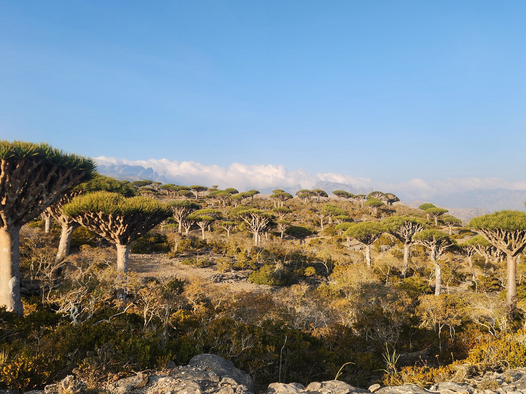 SOCOTRA FOREVER景点图片