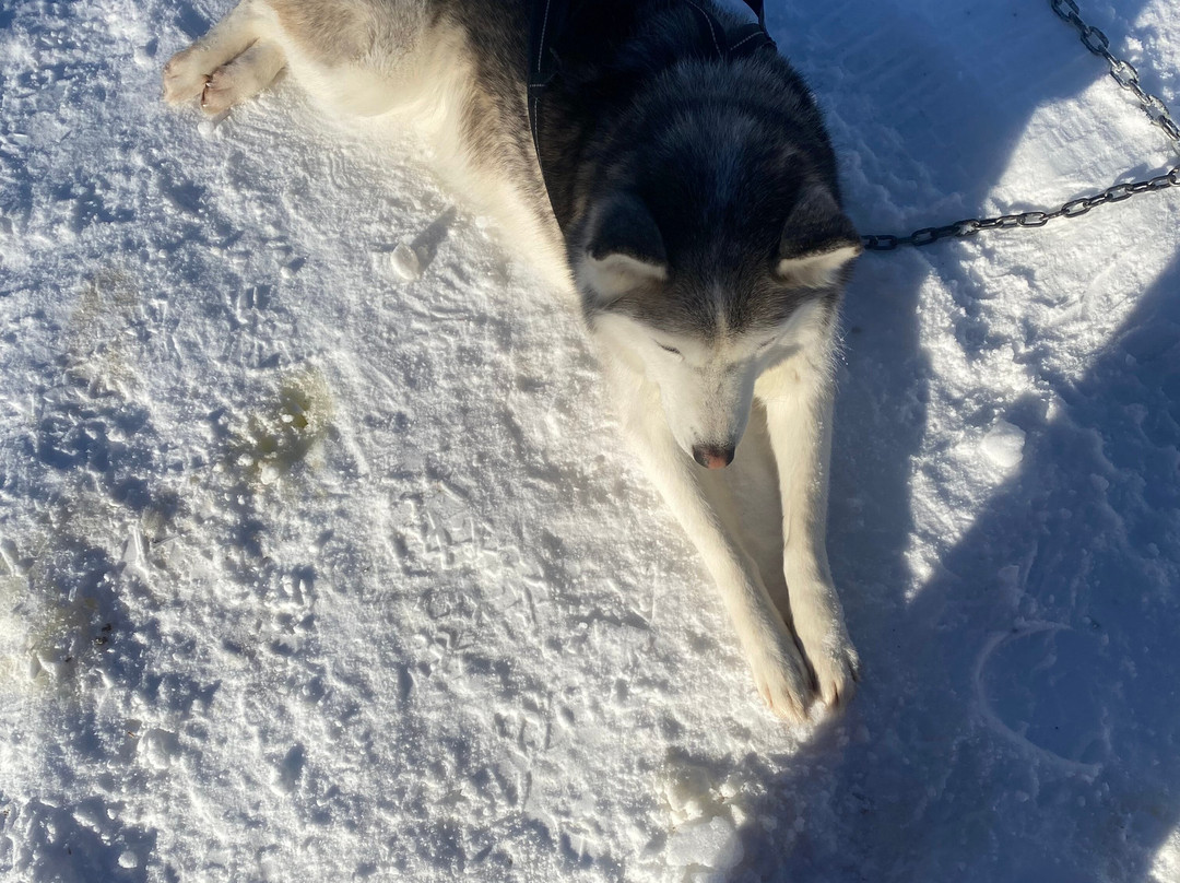 Huskysleddog景点图片
