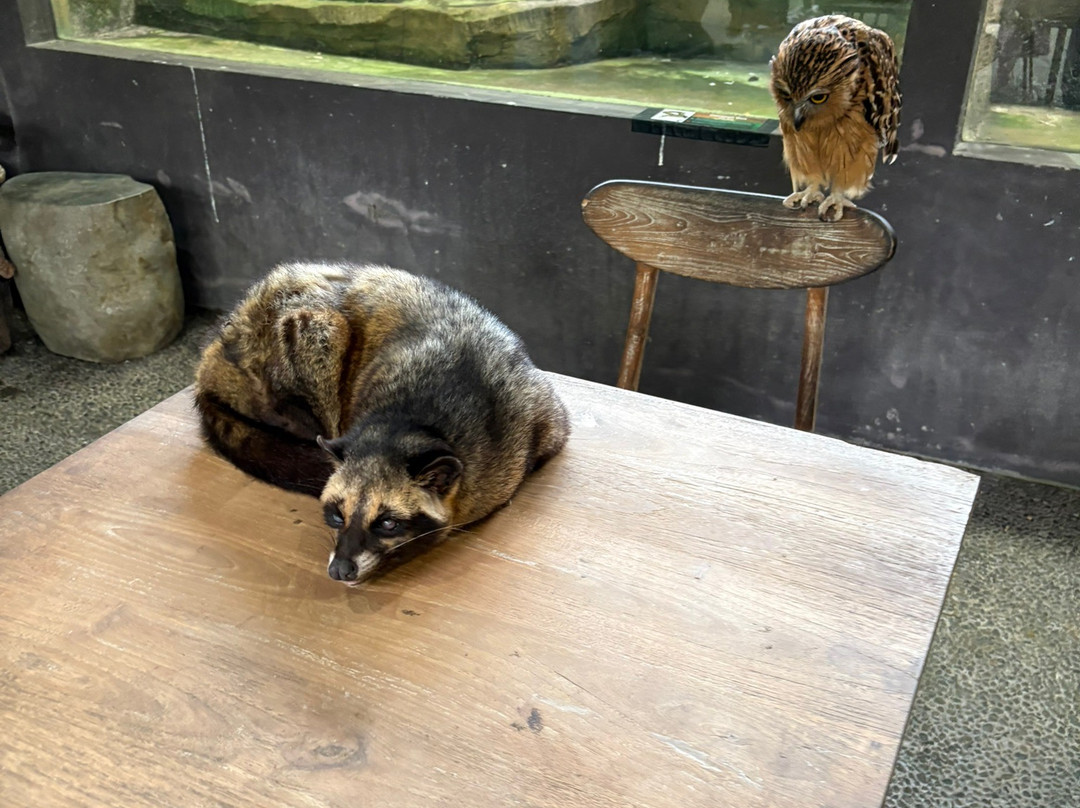 Hidden Mini Zoo Bali景点图片