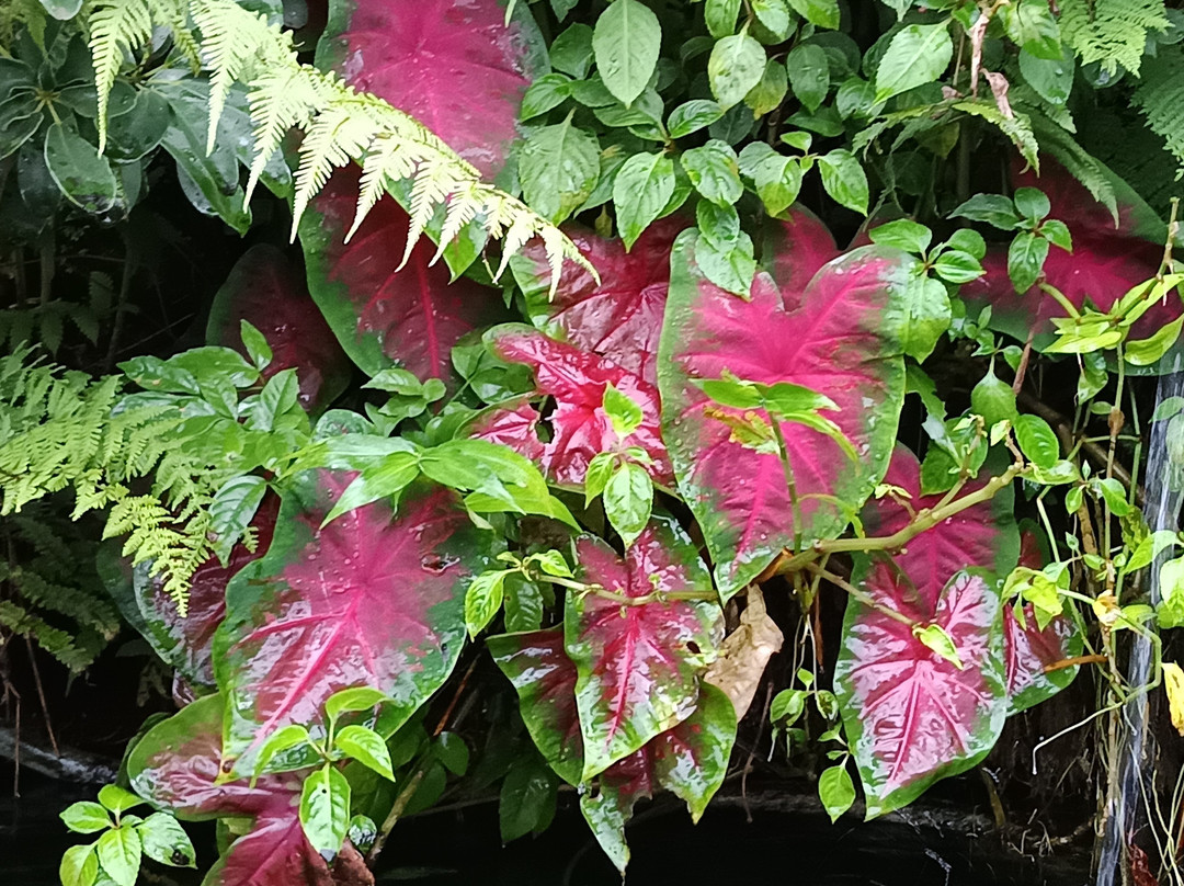 Gruta Nossa Senhora das Lourdes-Aguas da Prata必去景点