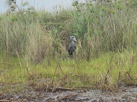 Nandi Adventures-坎帕拉必去景点