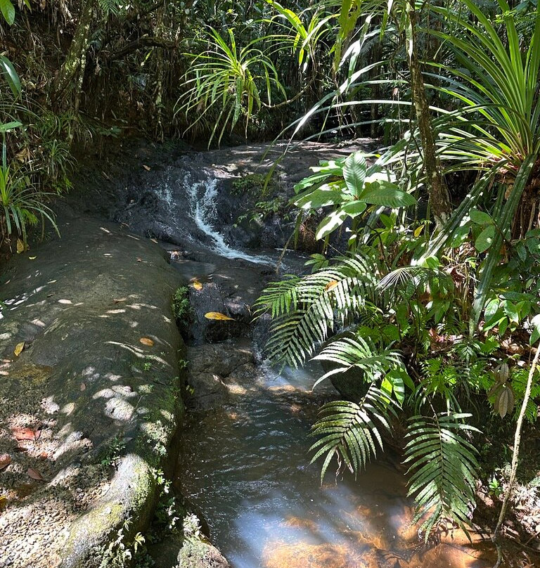 Colo-I-Suva Forest Park-苏瓦必去景点