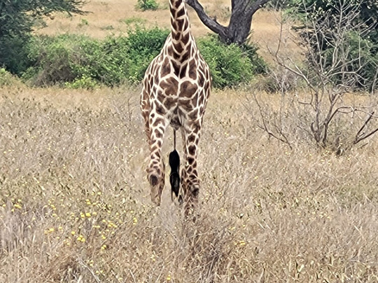 Jacarondo Safari Kenya