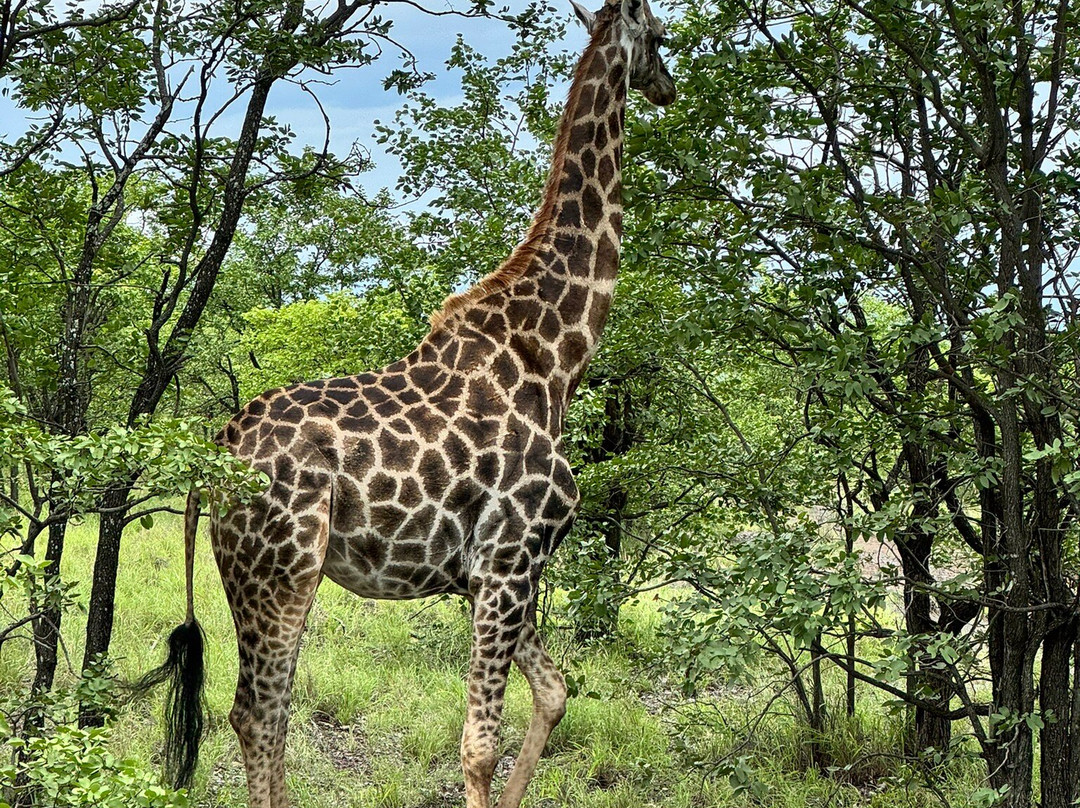 Kedibone Safaris-伐拉博瓦必去景点