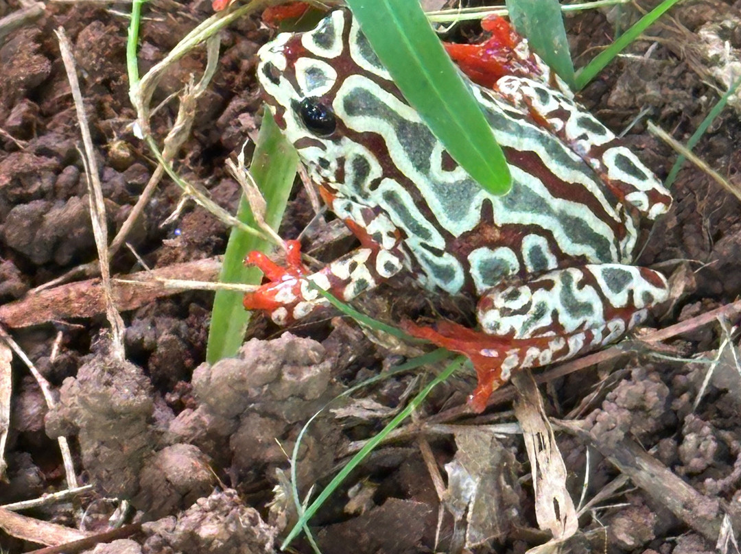 Chifwema Arboretum-卢萨卡必去景点