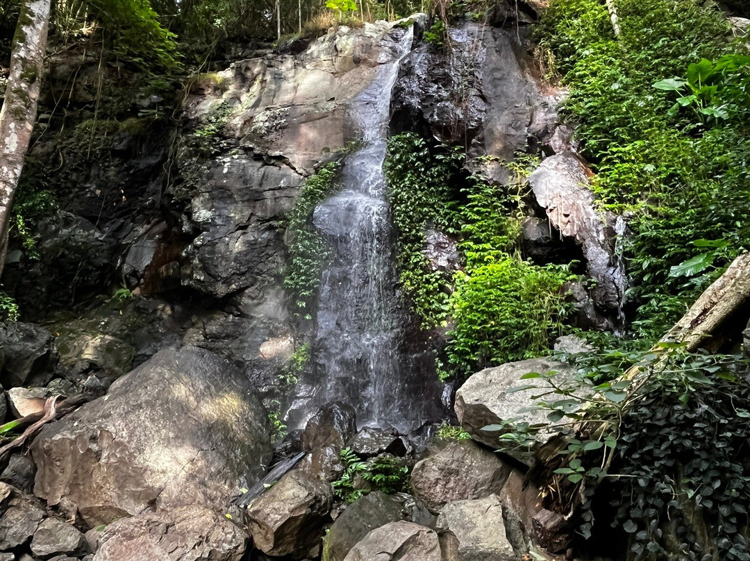Bunya Mountains National Park景点图片