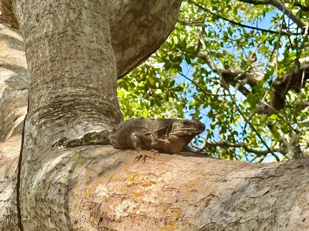 Reserva de la Biosfera Ría Celestún-塞莱斯顿必去景点