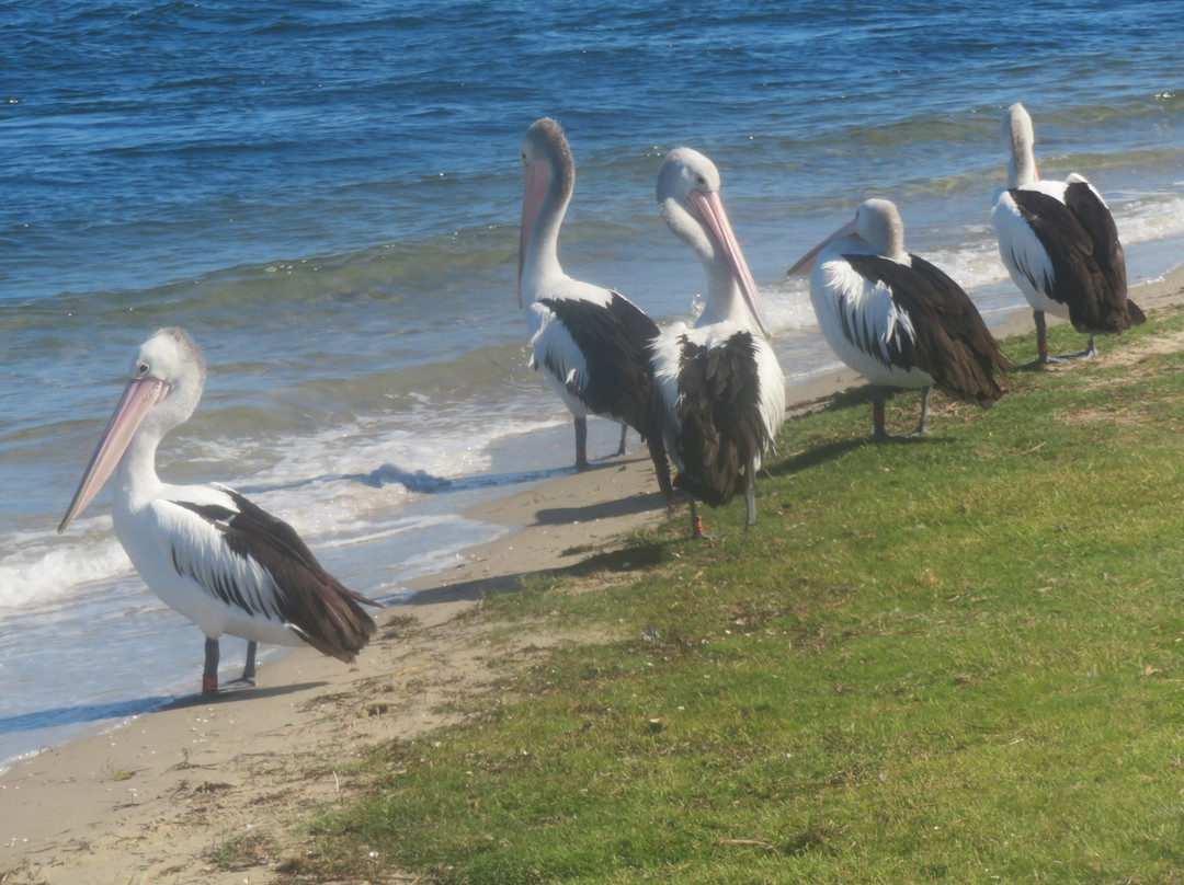 Metung Boardwalk-Metung必去景点