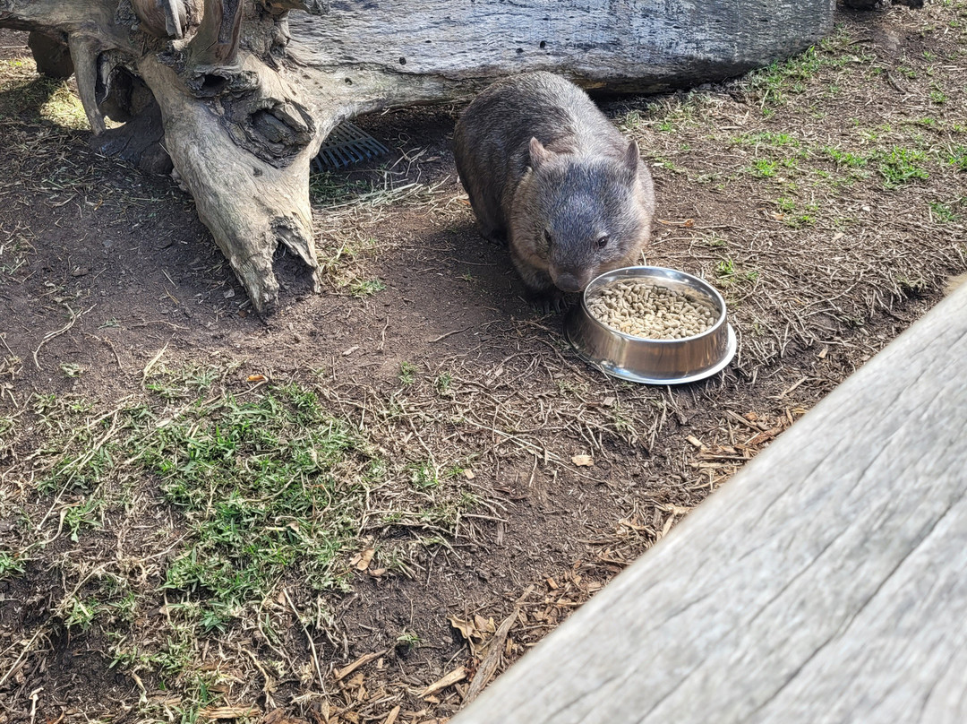 Sydney Zoo-布莱克敦必去景点