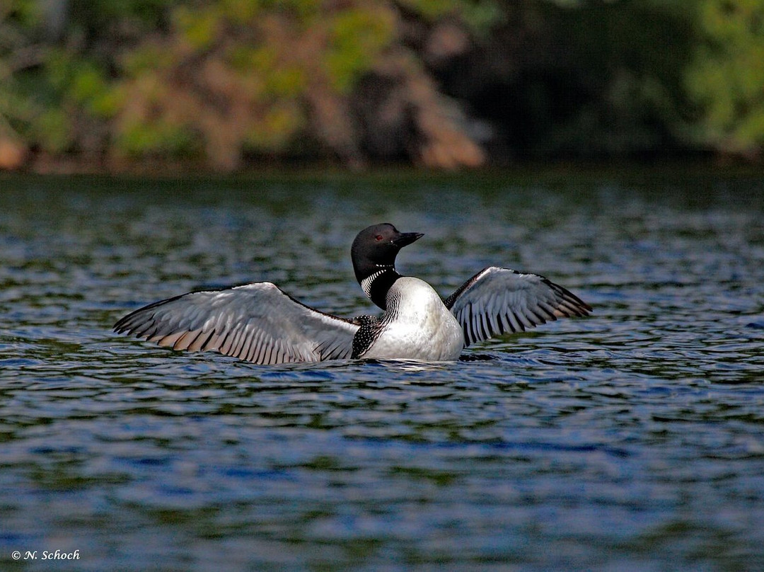 Adirondack Center for Loon Conservation景点图片
