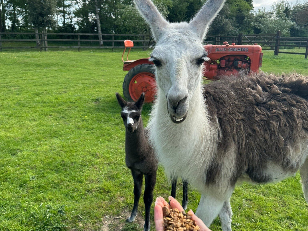 Stantons Farm - Petting Farm景点图片